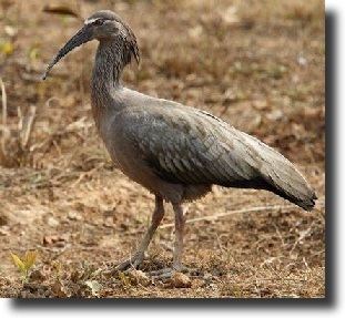 Blue ibis