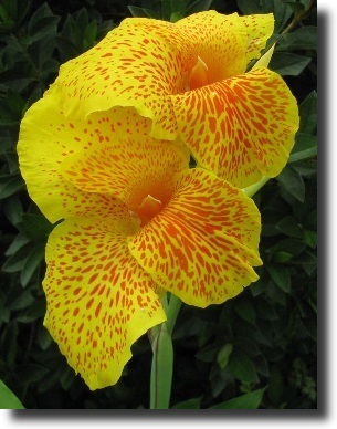 colored canna