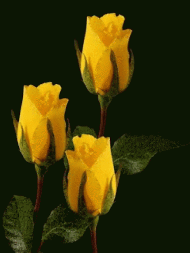 yellow tulips