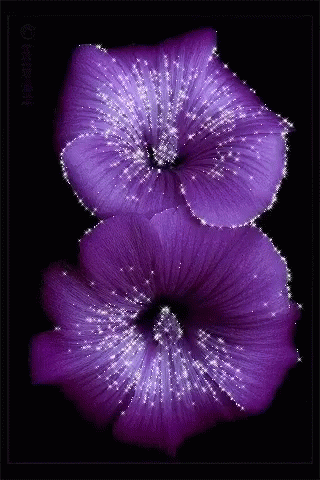 purple flower