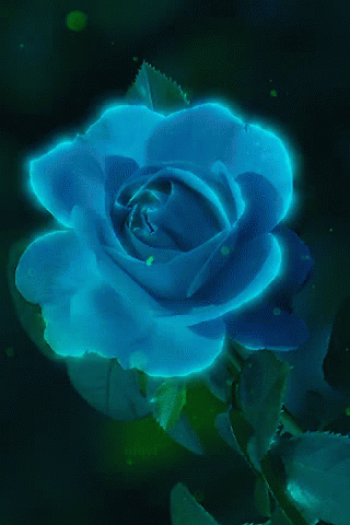 blue rosa