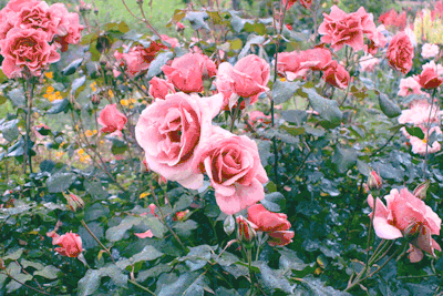 pink rosas in the rain
