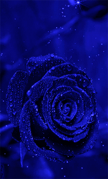 blue rosa