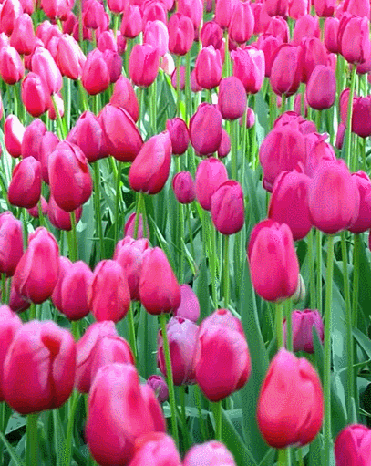pink tulips