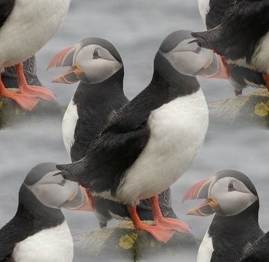 puffins