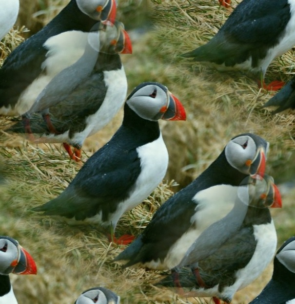 puffin