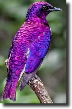 ametist starling