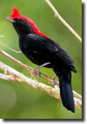 Anthilopia galeata