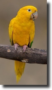 arany aratinga