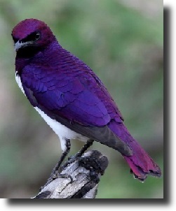 Cinnyricinclus leucogaster