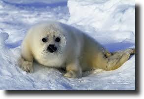 white phoca baby