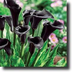 black calla