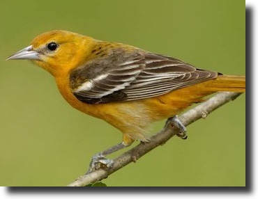 Orange trupial