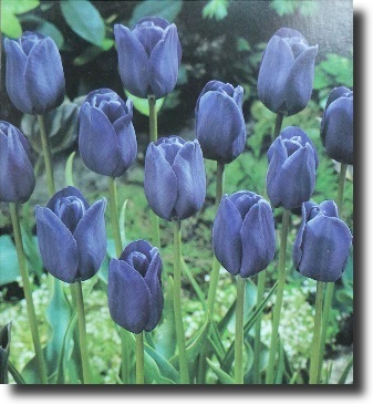 Blue tulips