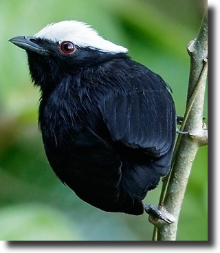 White crowned Manakin