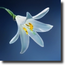 White lily