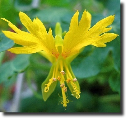 Yellow tropaoleum