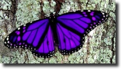 purple butterfly