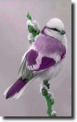 purple bird
