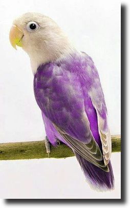 purple parrot