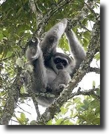 Ezüst gibbon