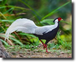 Silver pheasant