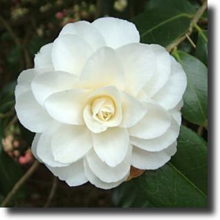 White camelia