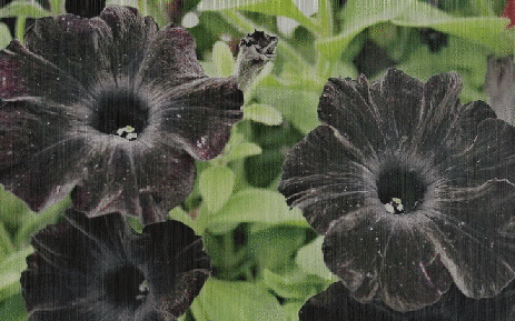 black petunia in the rain