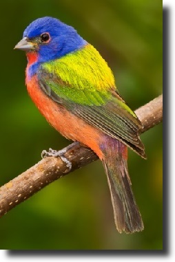 Painted bunting