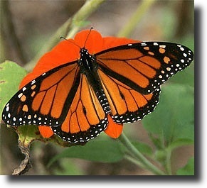 Orange butterfly