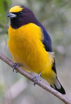 Euphonia chlorotica