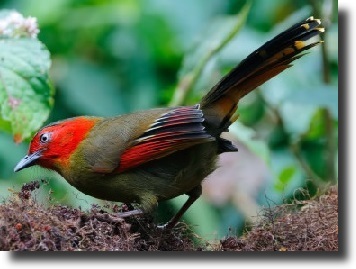 Red-faced liocichla