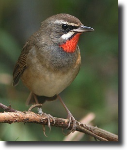 Rubinbegy-Calliope calliope