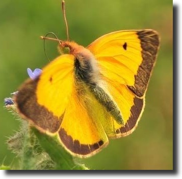 Sáfránylepke-Colias croceus