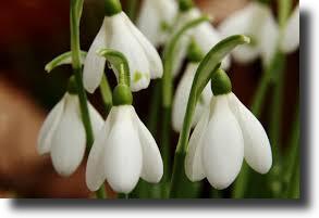 Hóvirág-Galanthus