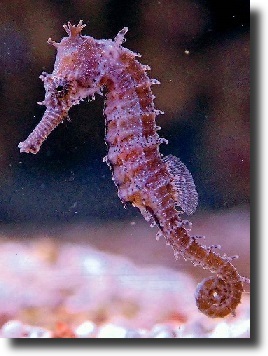 Red hippocampus