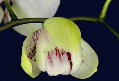 blooming orchid