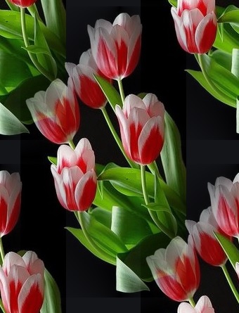 colored tulips