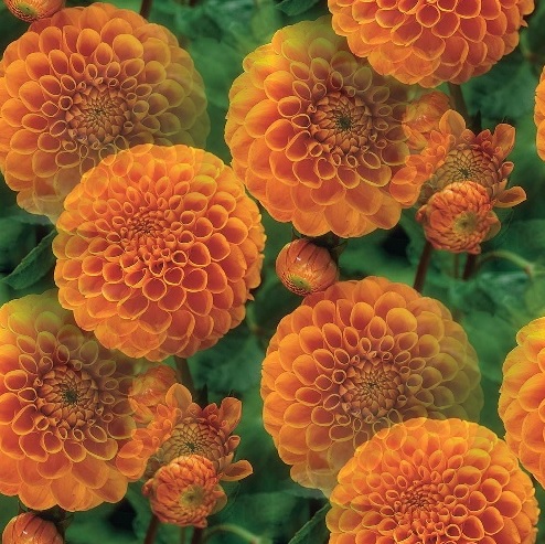 orange dahlia