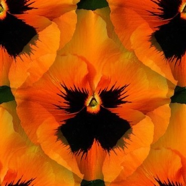 orange pansy