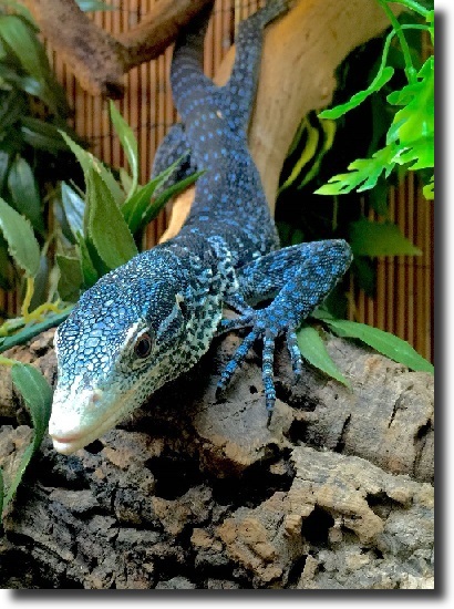 blue varanus