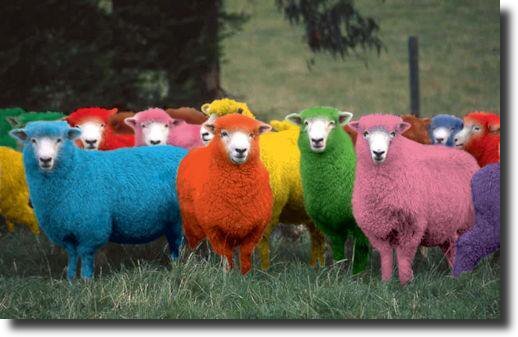 multicolored sheep