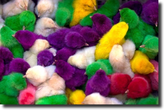 multicolored chicks