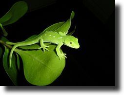 green lizard