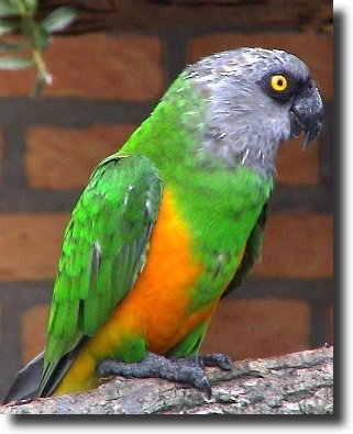 Senegal parrot