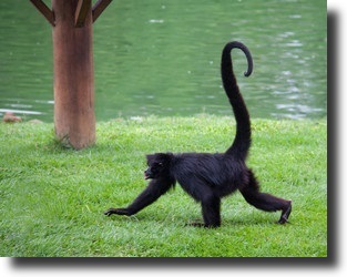 black spider monkey