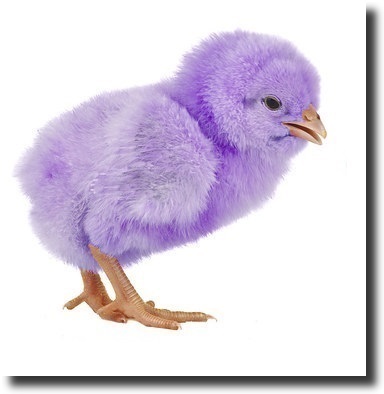 purple chick