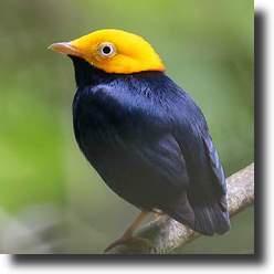 Goldenhead manakin