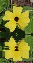 yellow flower