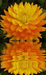 dahlia